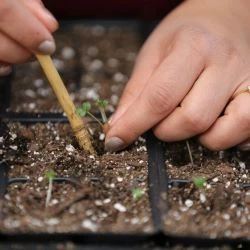 Student working on planting